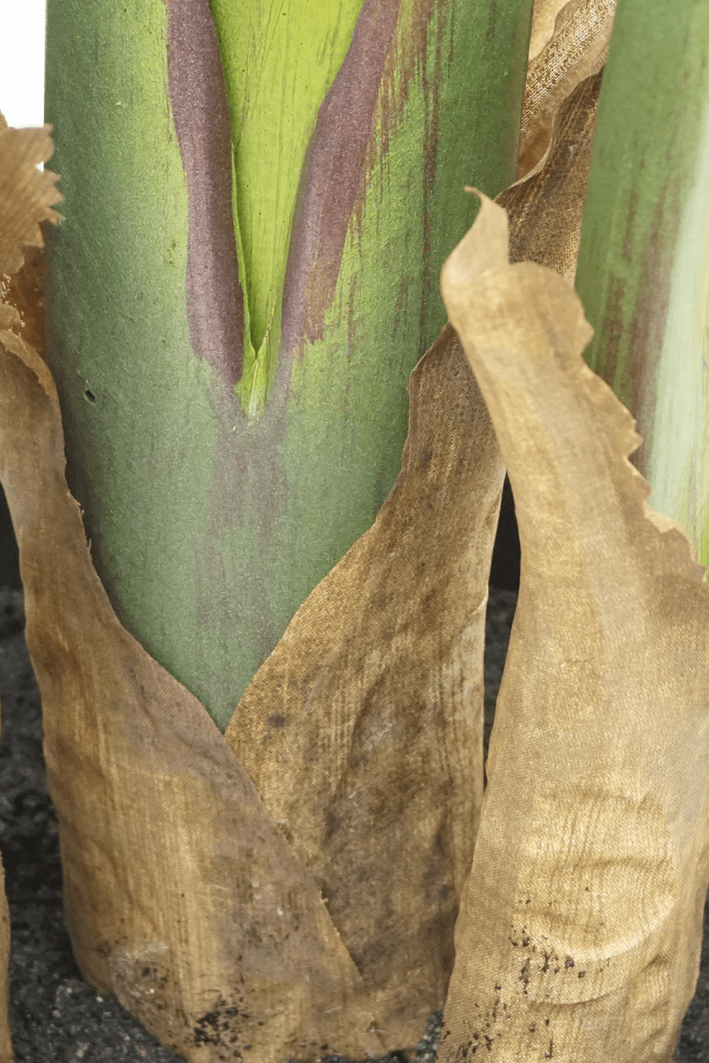 Kunstplant Strelitzia 160 cm